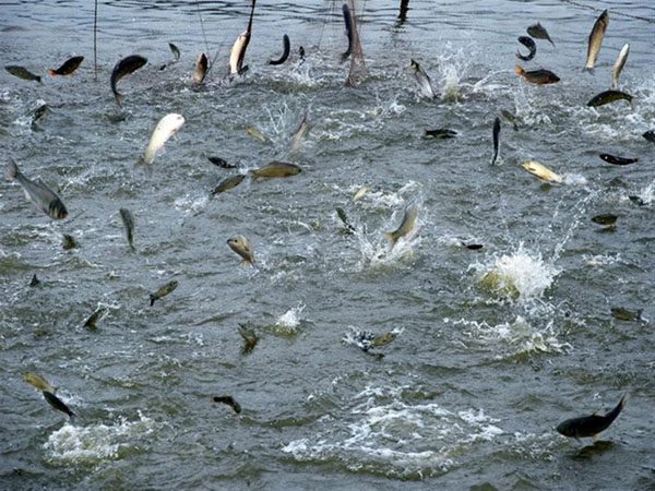 大型水产养殖需要什么机械设备？