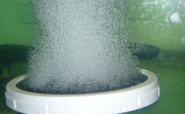 沉水草莓视频官网如何适应不同污染程度的水体环境